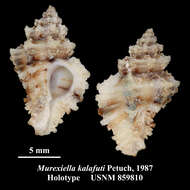 Favartia kalafuti (Petuch 1987) resmi