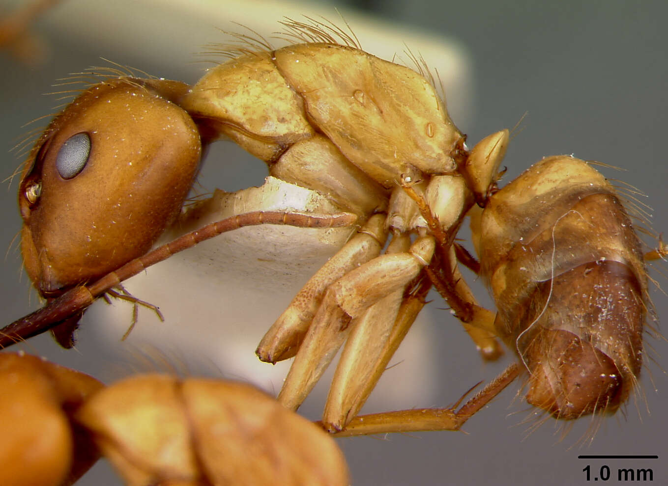 Image of Florida Carpenter Ant