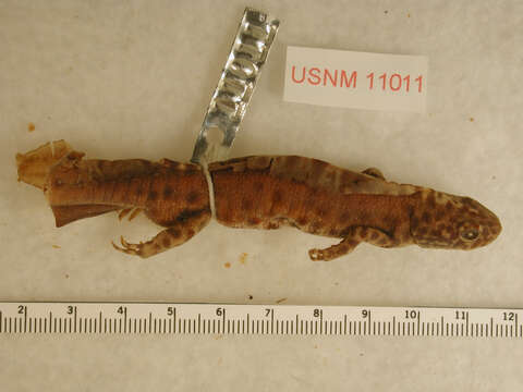 Image of Triturus Rafinesque 1815