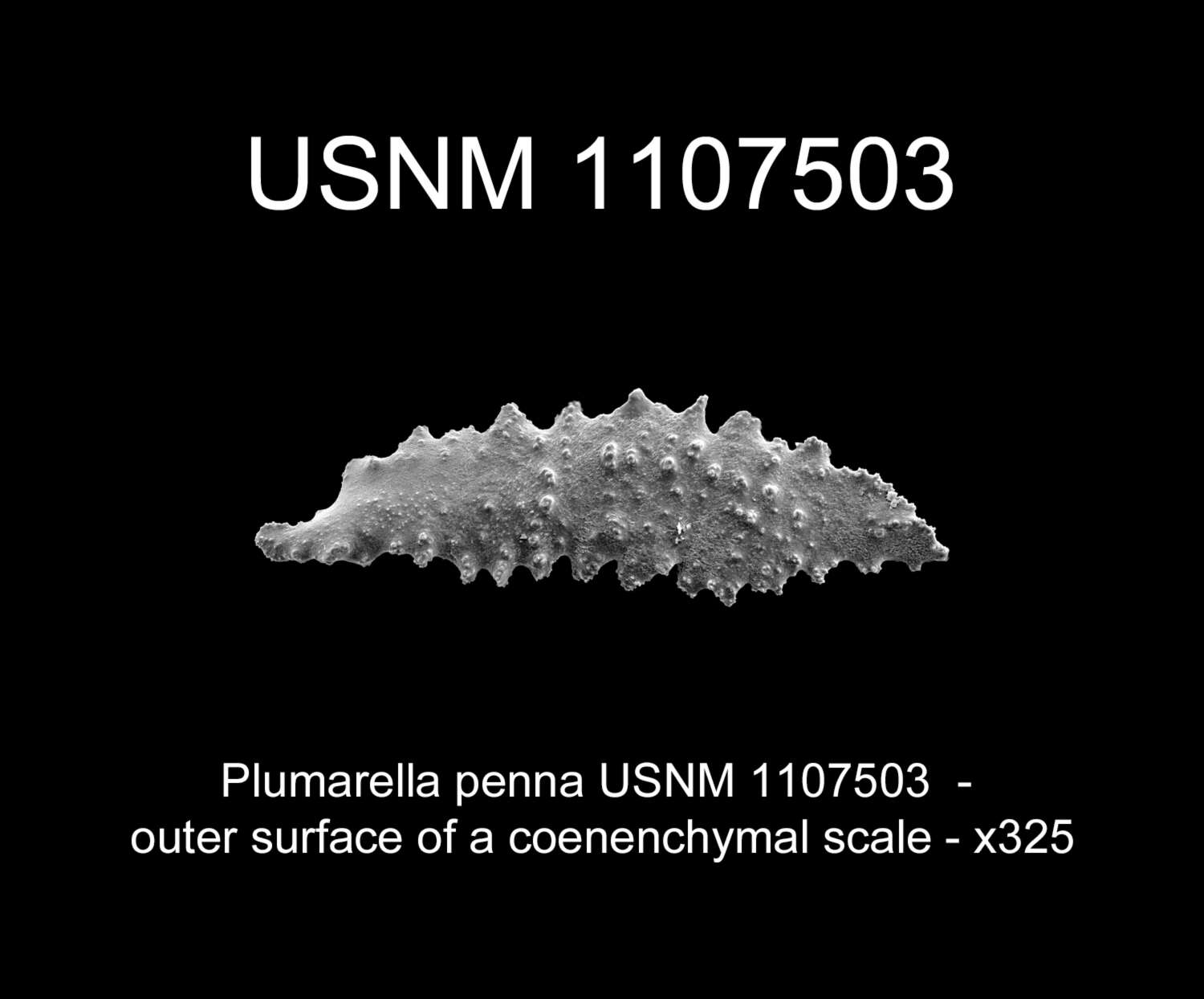 Image of Plumarella penna (Lamarck 1815)