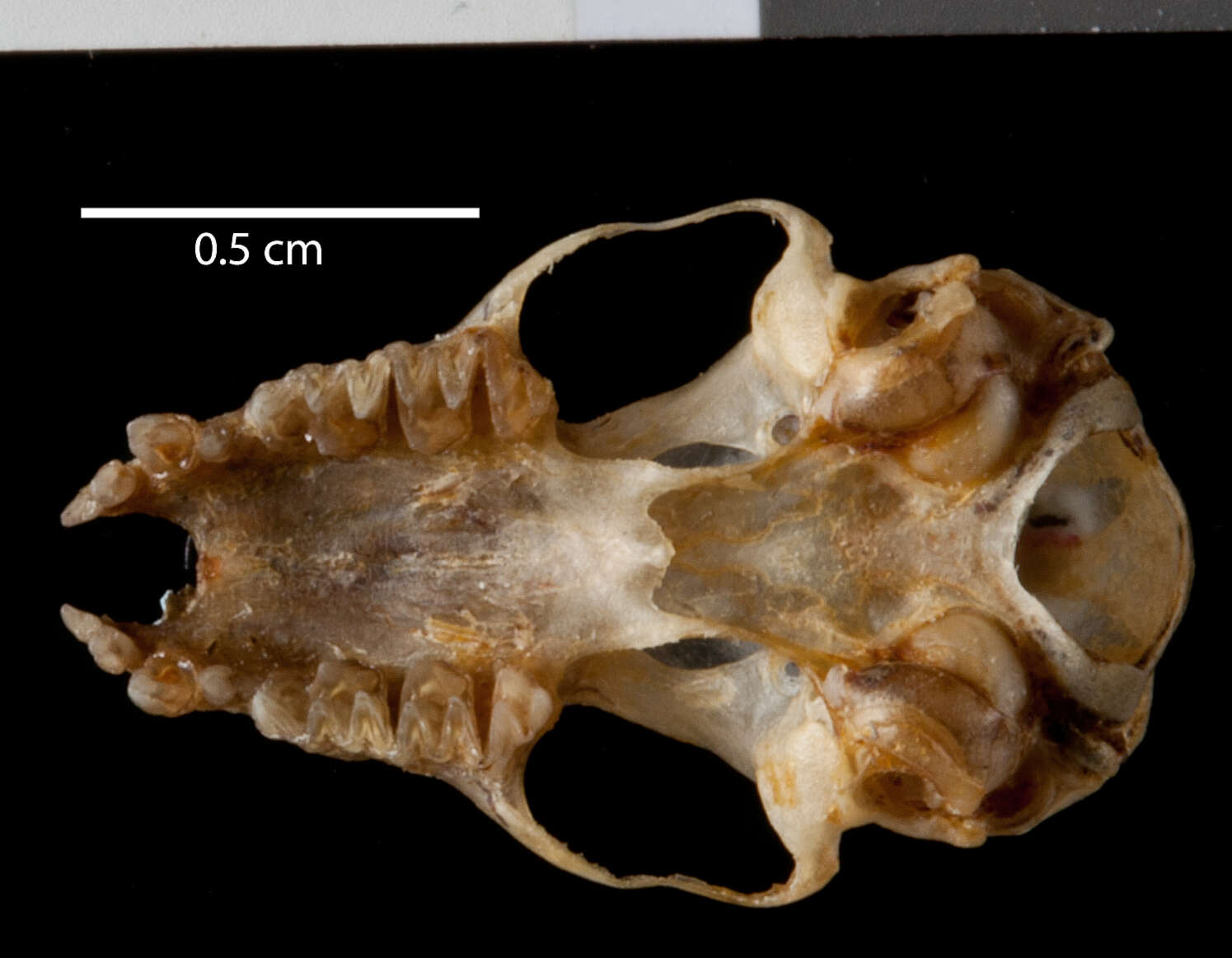 Image de Myotis riparius Handley 1960