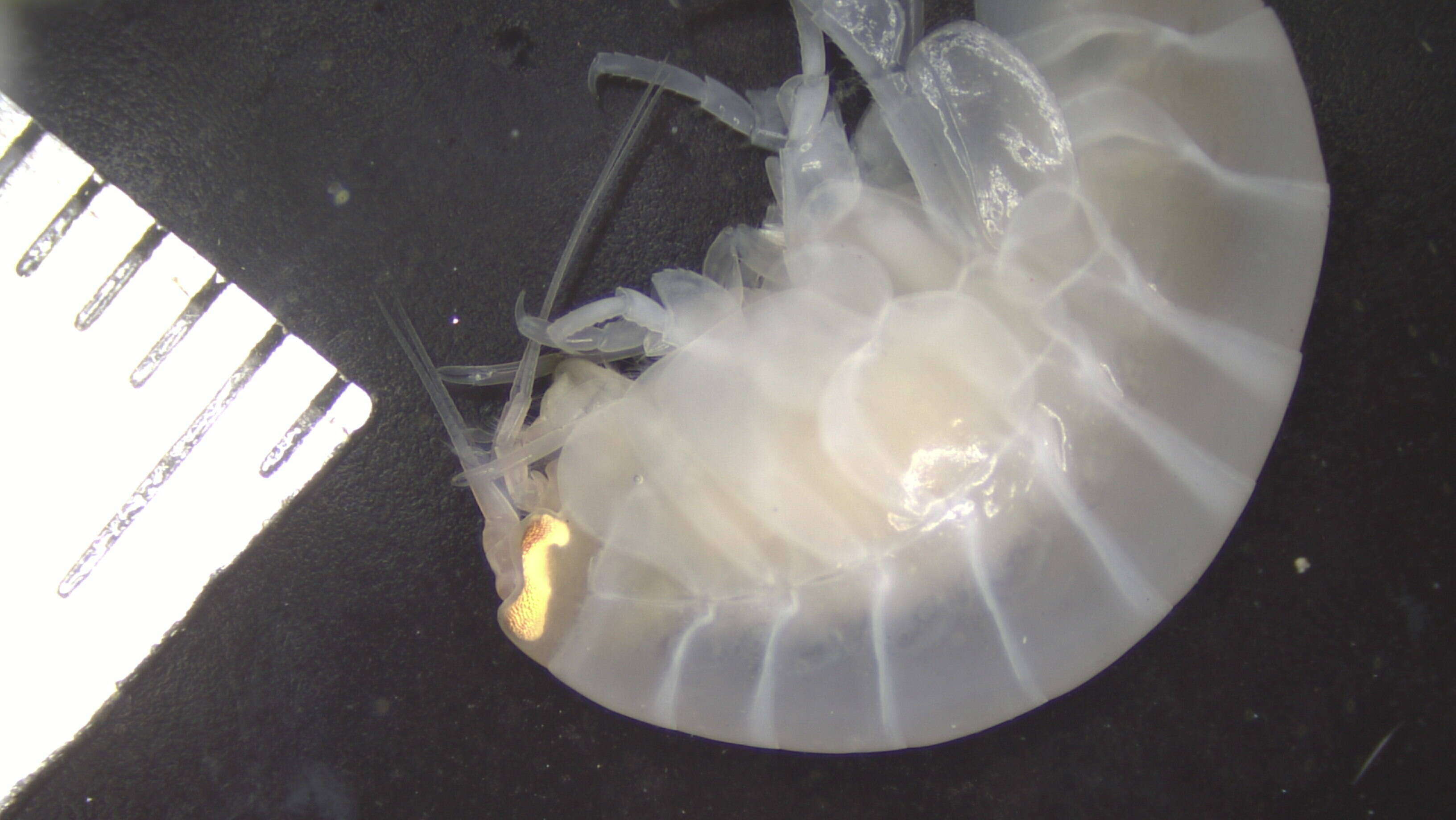 Image of Amphipoda