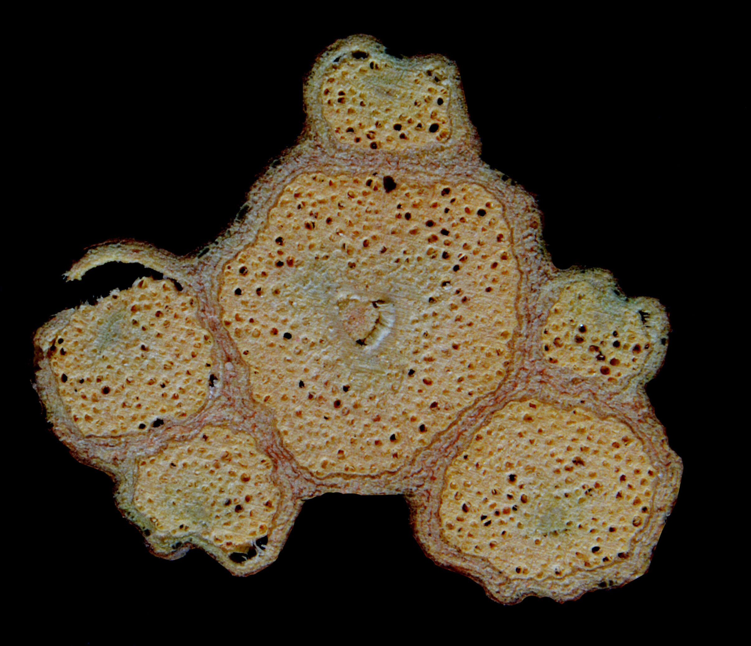 Image of Serjania glabrata Kunth