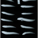Image of Neoclinus bryope (Jordan & Snyder 1902)