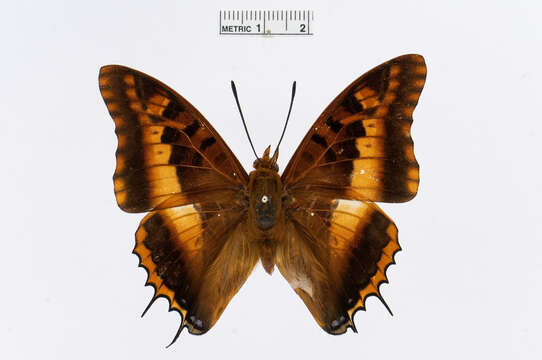 Imagem de Charaxes druceanus Butler 1869