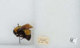 Image of Morrison Bumble Bee