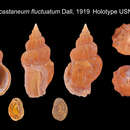 Buccinum castaneum fluctuatum Dall resmi