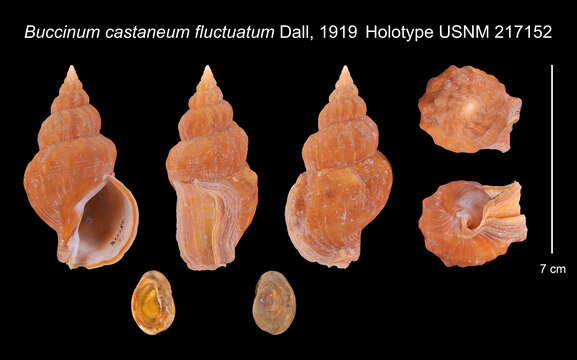 Image of Buccinum castaneum fluctuatum Dall