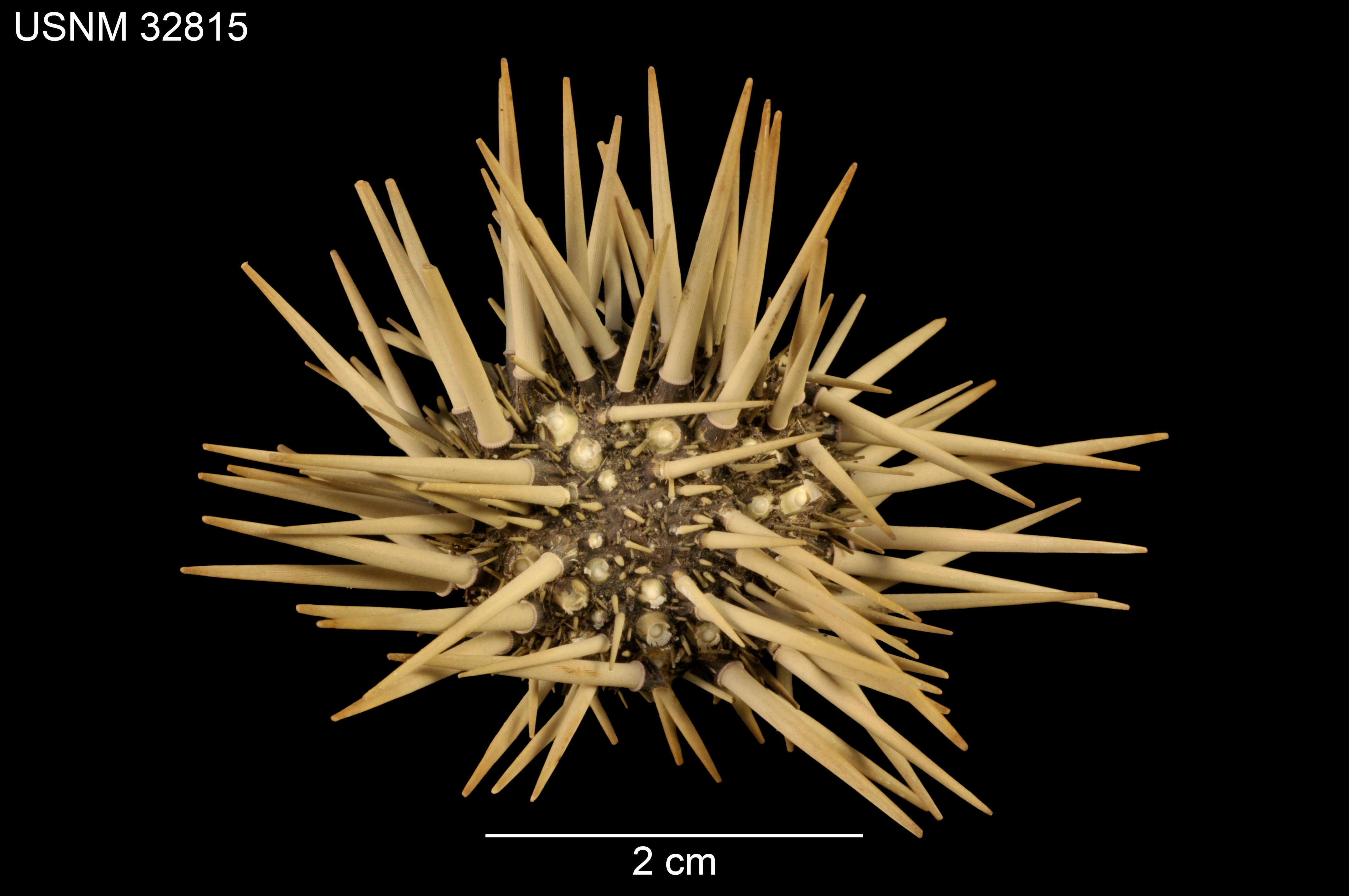 Image of Burrowing urchin