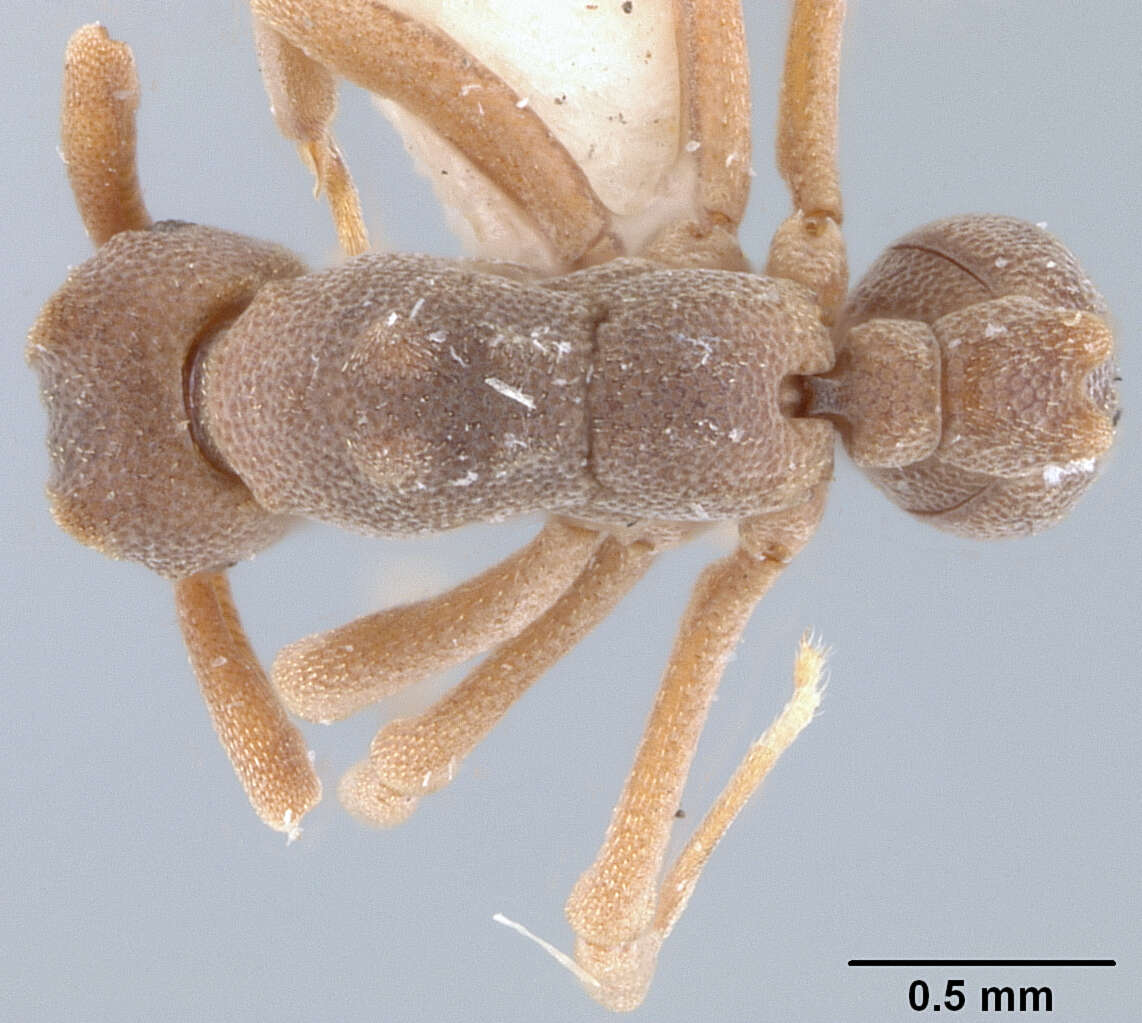 Imagem de <i>Cyphomyrmex muelleri</i>