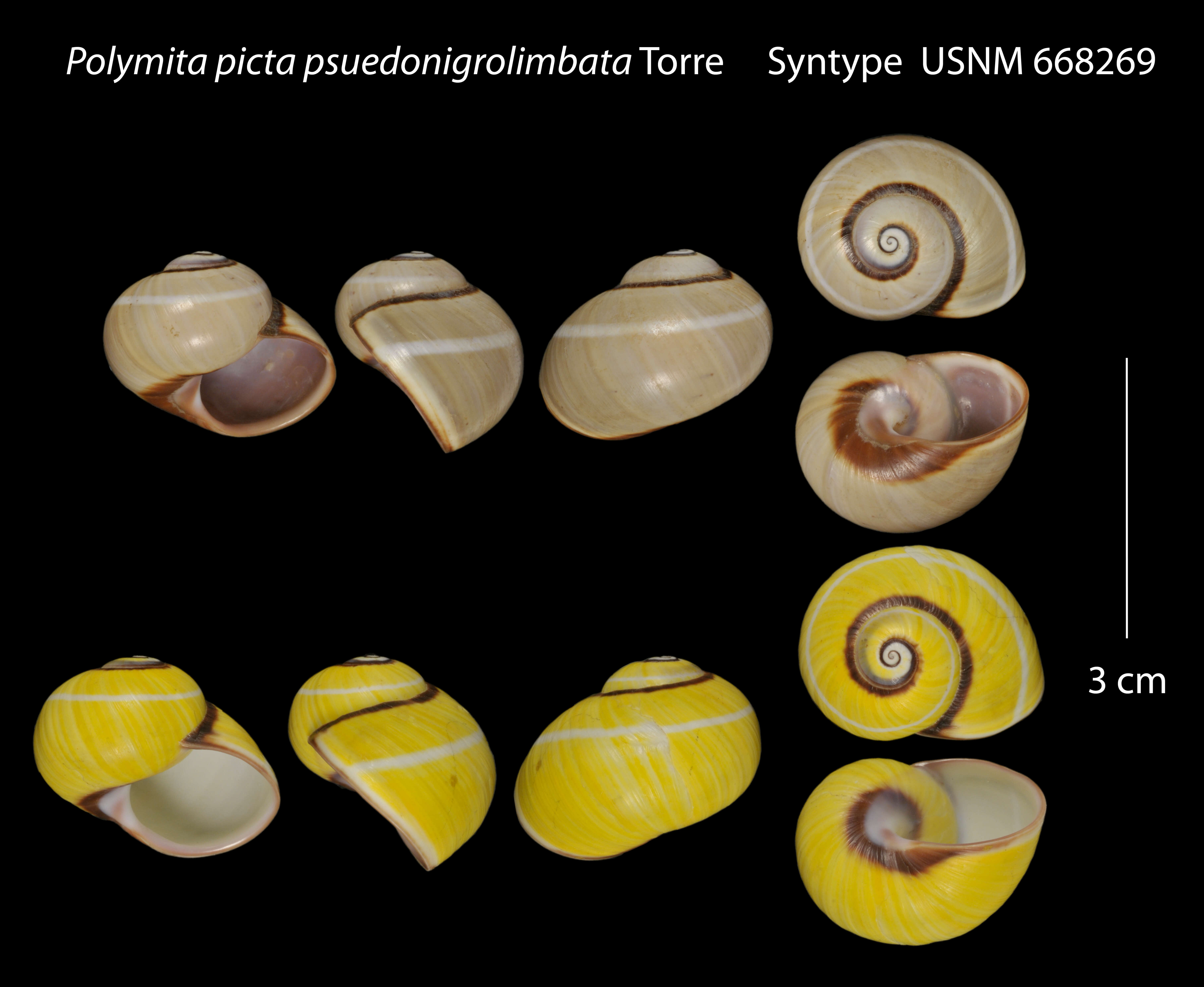 Image of Polymita picta (Born 1778)