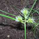 Слика од Cyperus phleoides var. hawaiiensis (H. Mann) Kük.