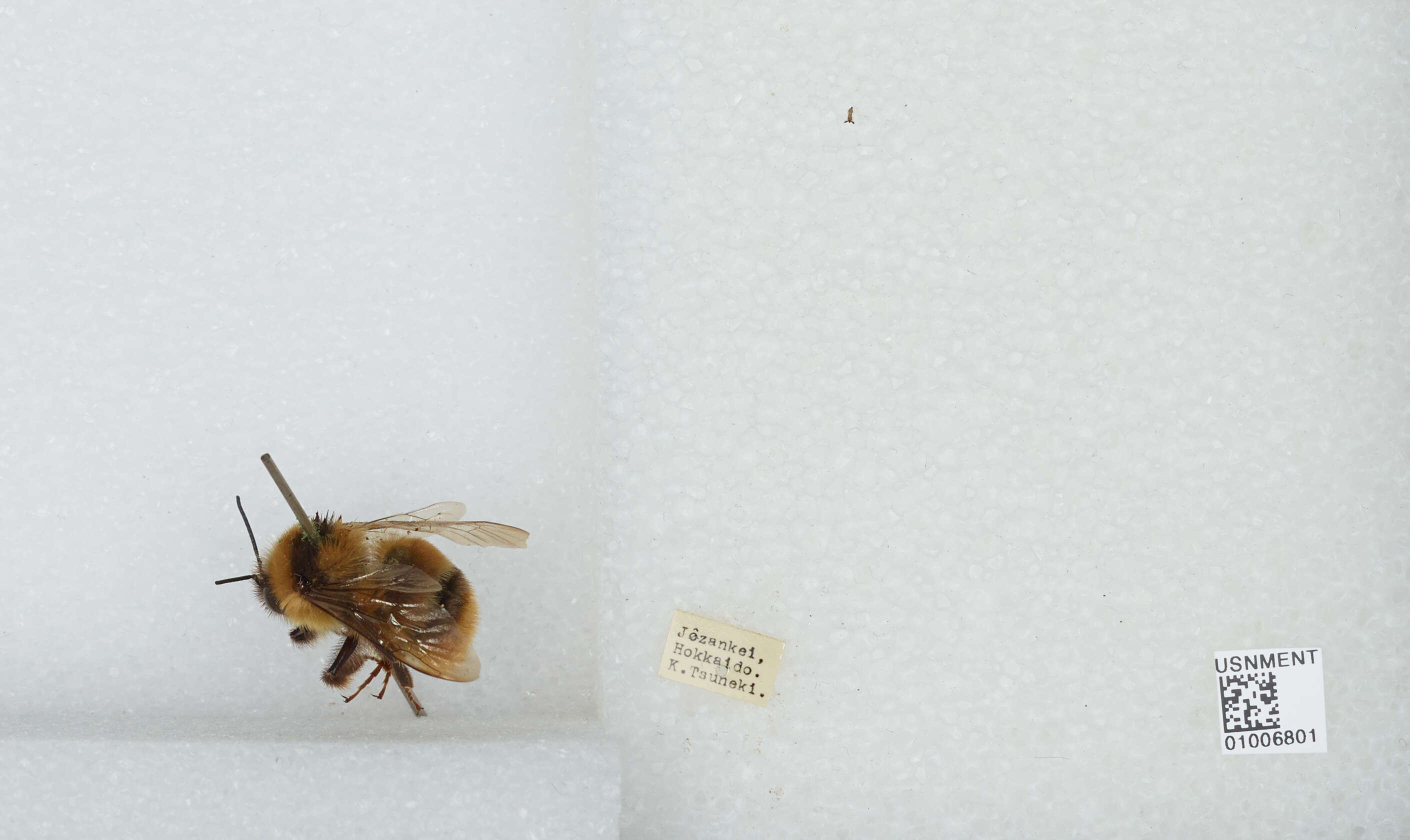 Image of Bombus ignitus Smith 1869