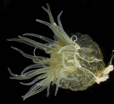 Image of Anemone