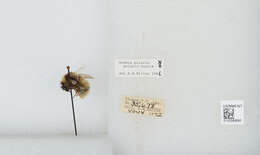 Image of Polar Bumble Bee