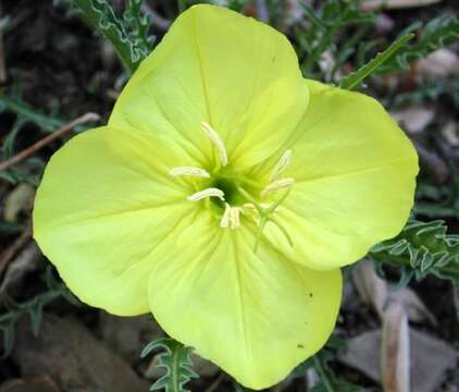 Imagem de Oenothera acutissima W. L. Wagner