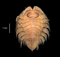 Image of Ceratoserolis trilobitoides (Eights 1833)