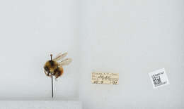 Image de Bombus sylvicola Kirby 1837