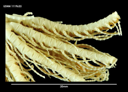 Image of Florometra austini AM Clark 1967