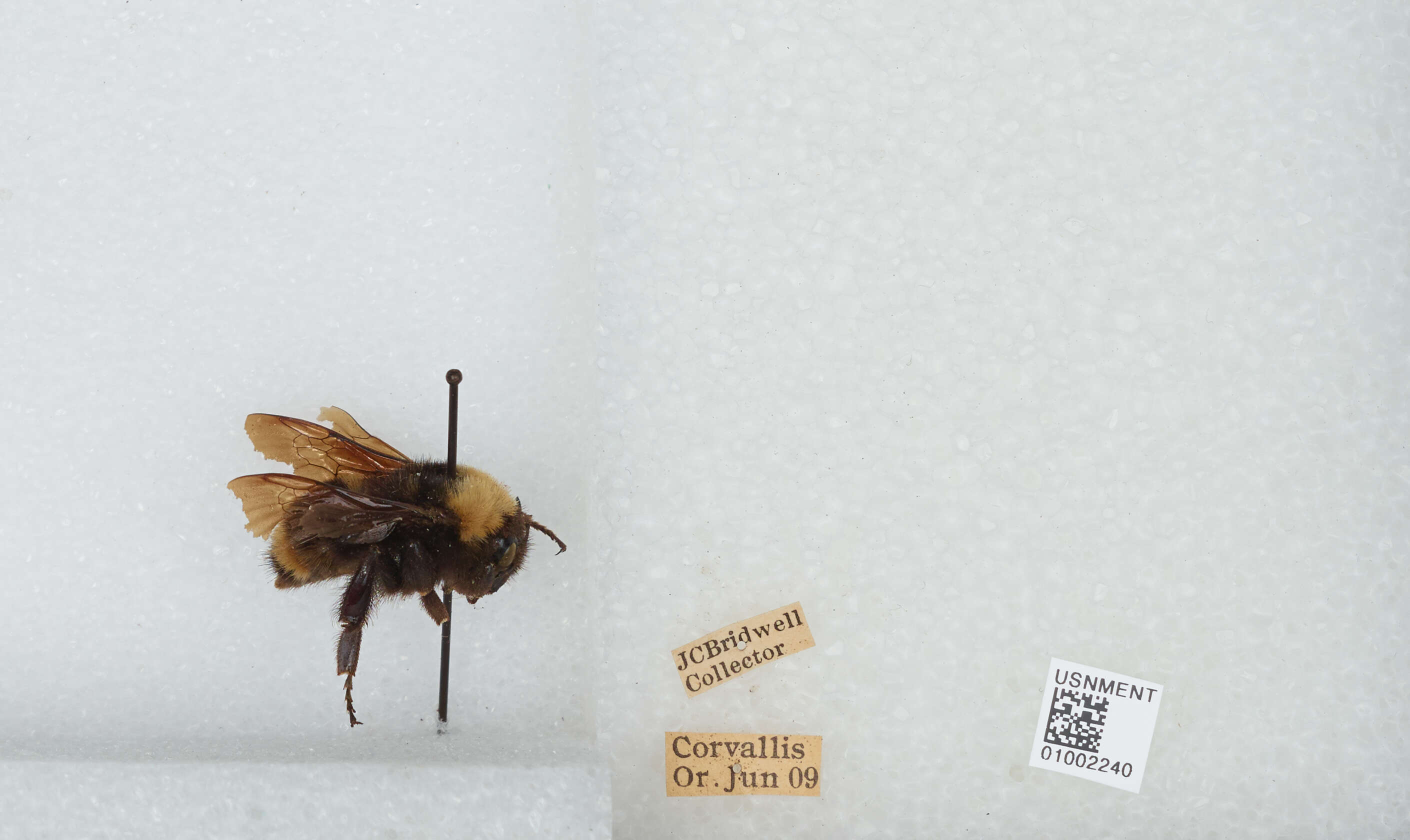 Imagem de Bombus californicus Smith 1854