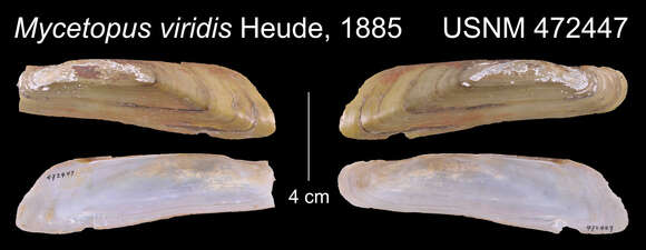 Image of Solenaia iridinea (Heude 1874)