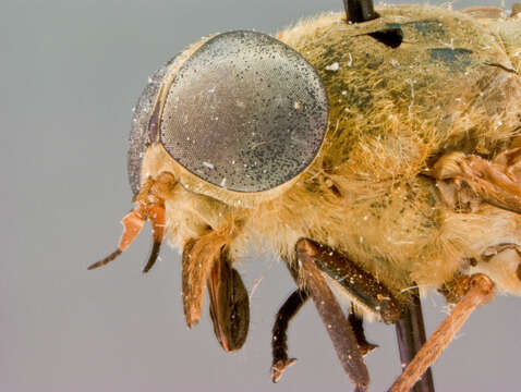 صورة Tabanus auripilosus Philip 1959