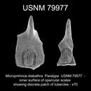 Microprimnoa diabathra Bayer & Stefani 1989的圖片