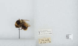 Image of Polar Bumble Bee