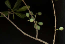 Image of Forchhammeria pallida Liebm.