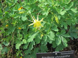 Image de Aquilegia chrysantha A. Gray