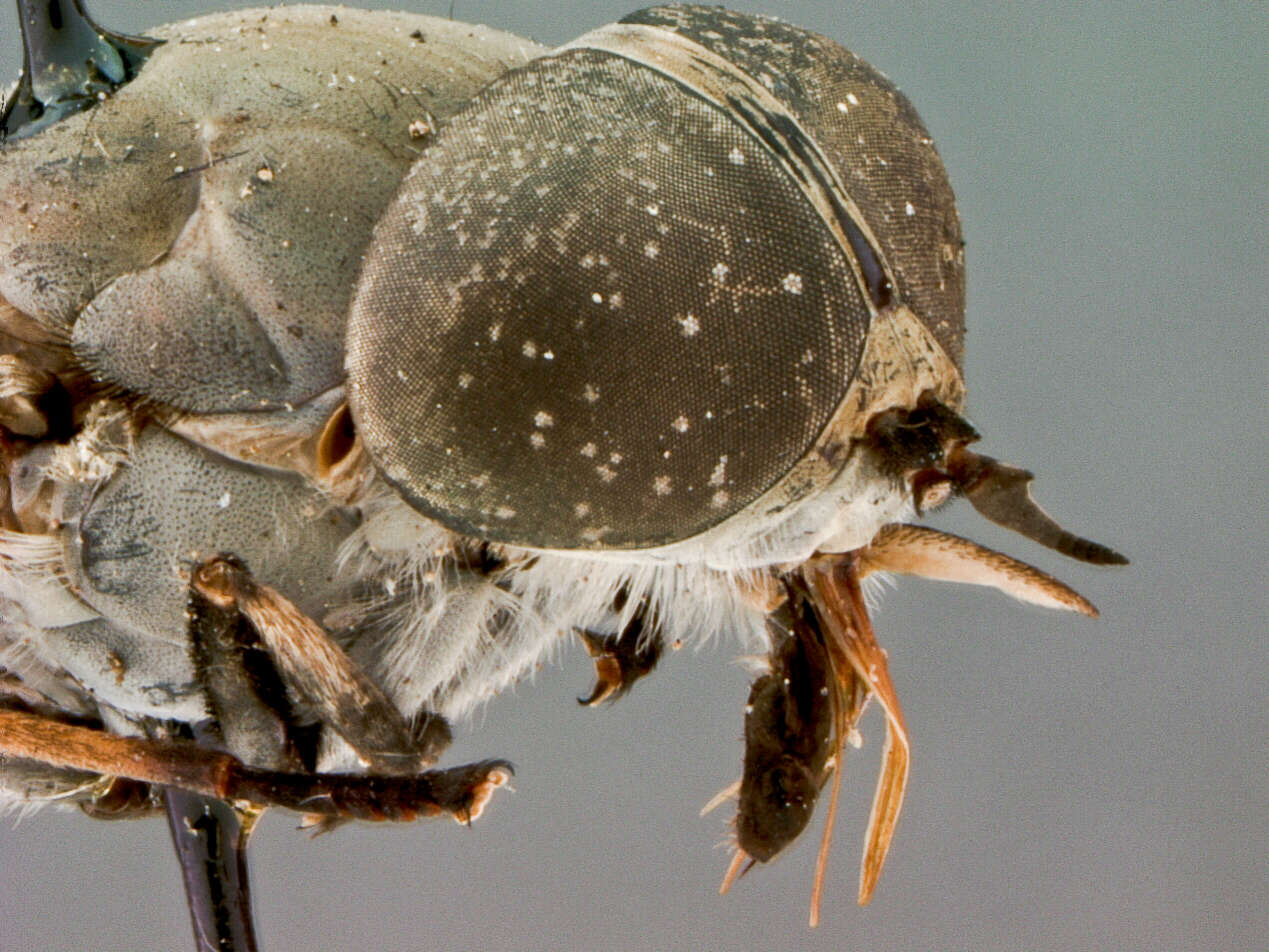 Tabanus neoindianus Philip 1959 resmi