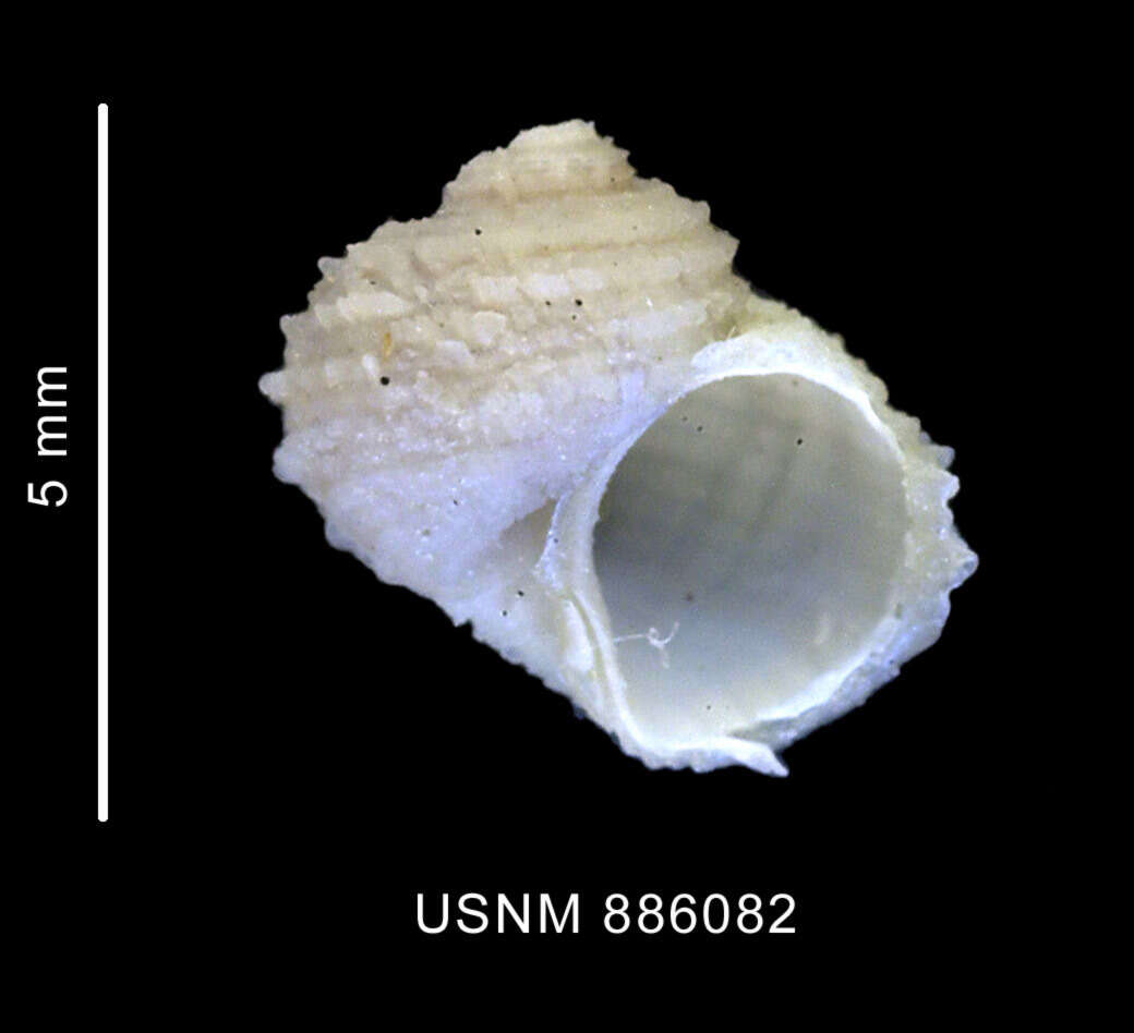 Image of Torellia antarctica (Thiele 1912)