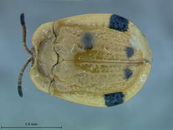 Image of Prioptera Hope 1840