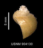 Image de Torellia smithi Warén, Arnaud & Cantera 1986