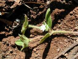 Image of tropical Mexican clover