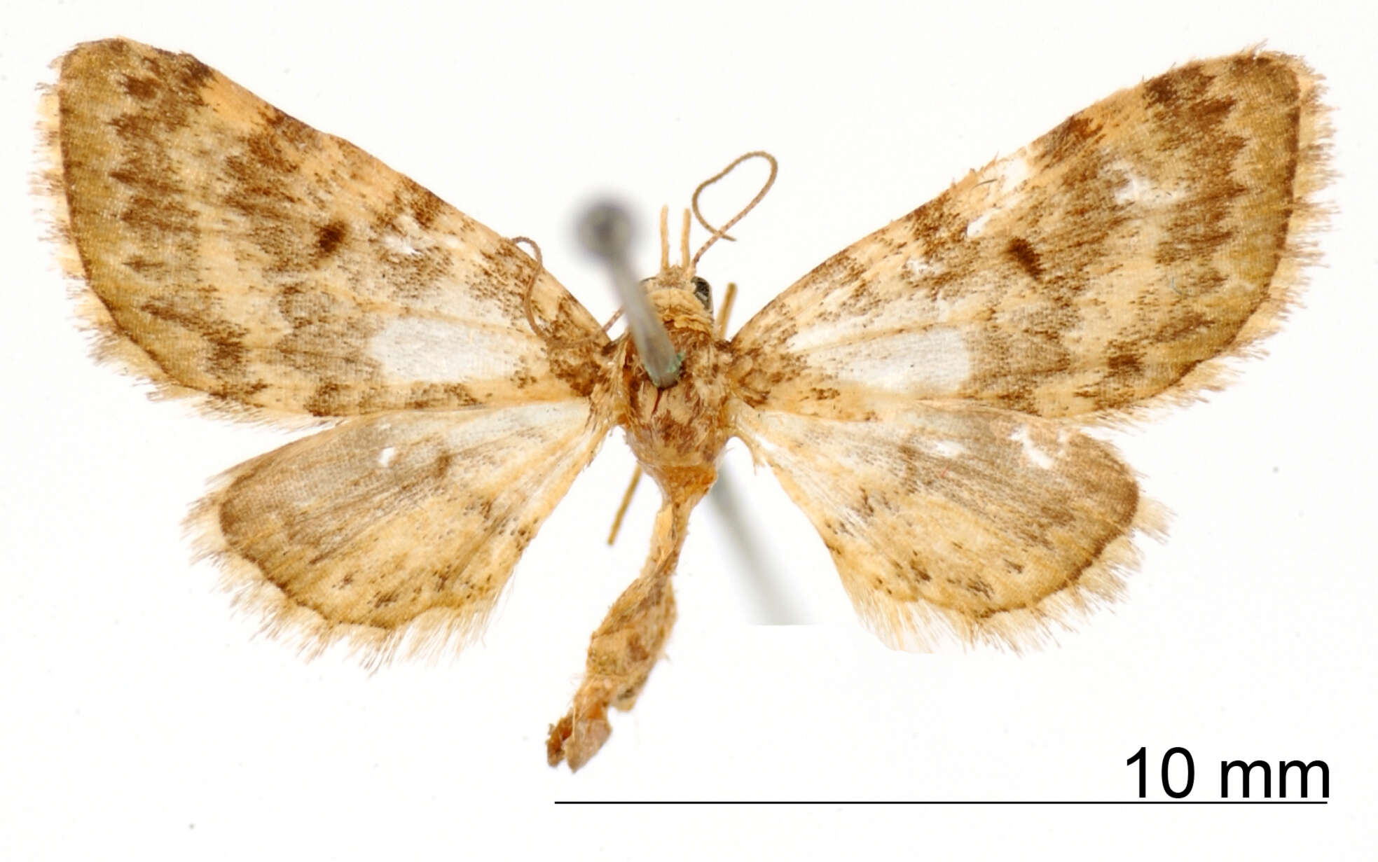 Image of Eupithecia dissors Schaus 1913