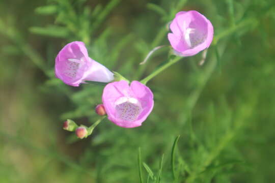 Image of Beach False Foxglove