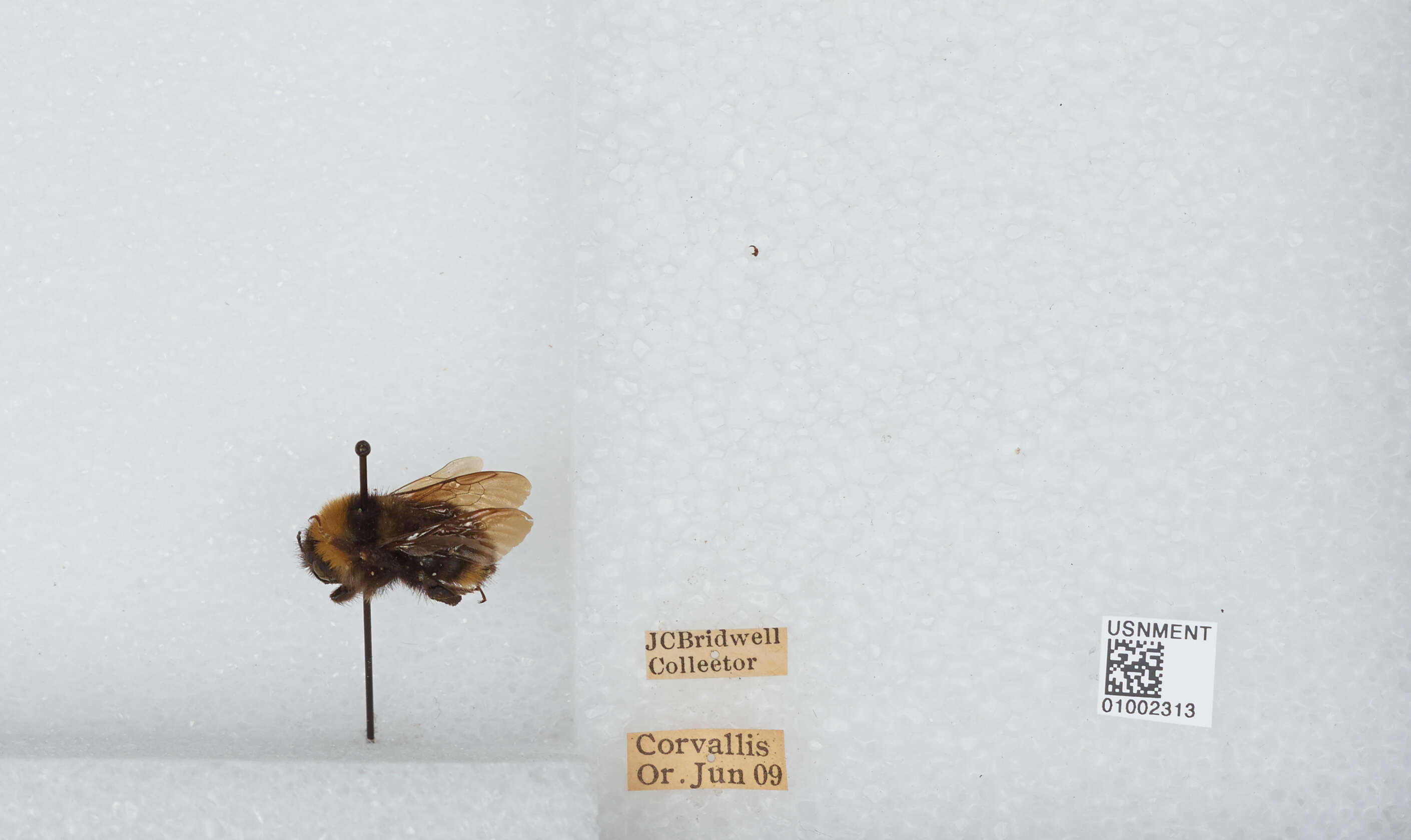 Imagem de Bombus californicus Smith 1854