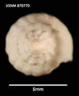 Image of Falsitromina simplex (Powell 1951)