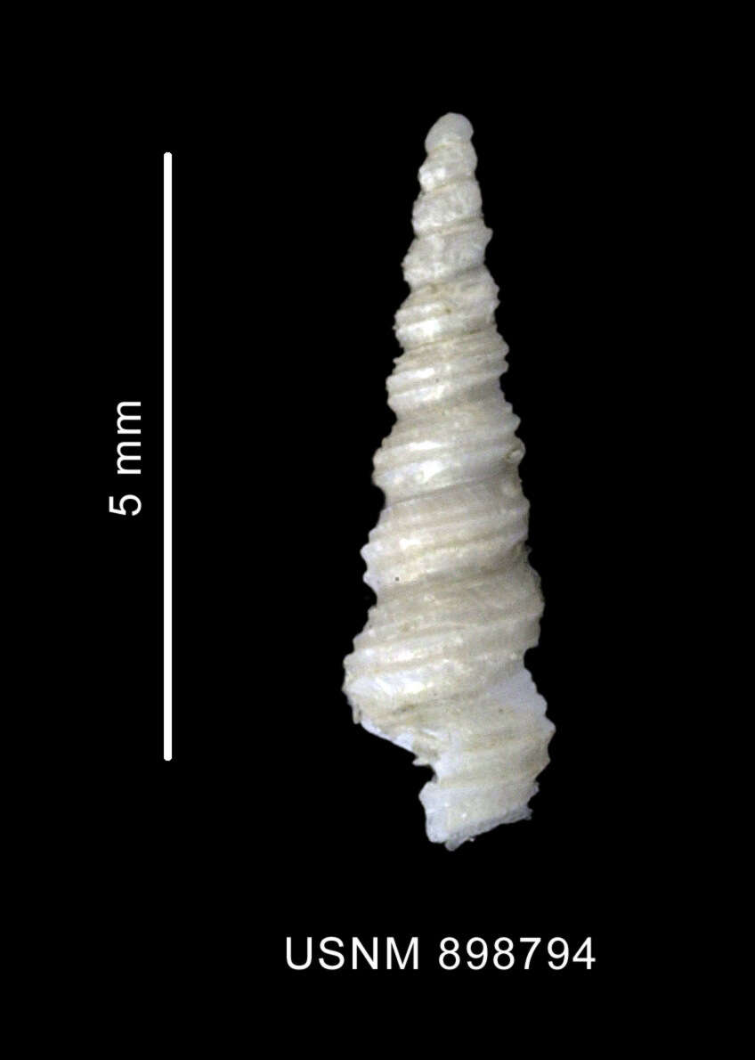 Image of Turritellopsis gratissima Thiele 1912