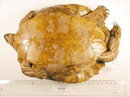 Image of Ringed Map Turtle