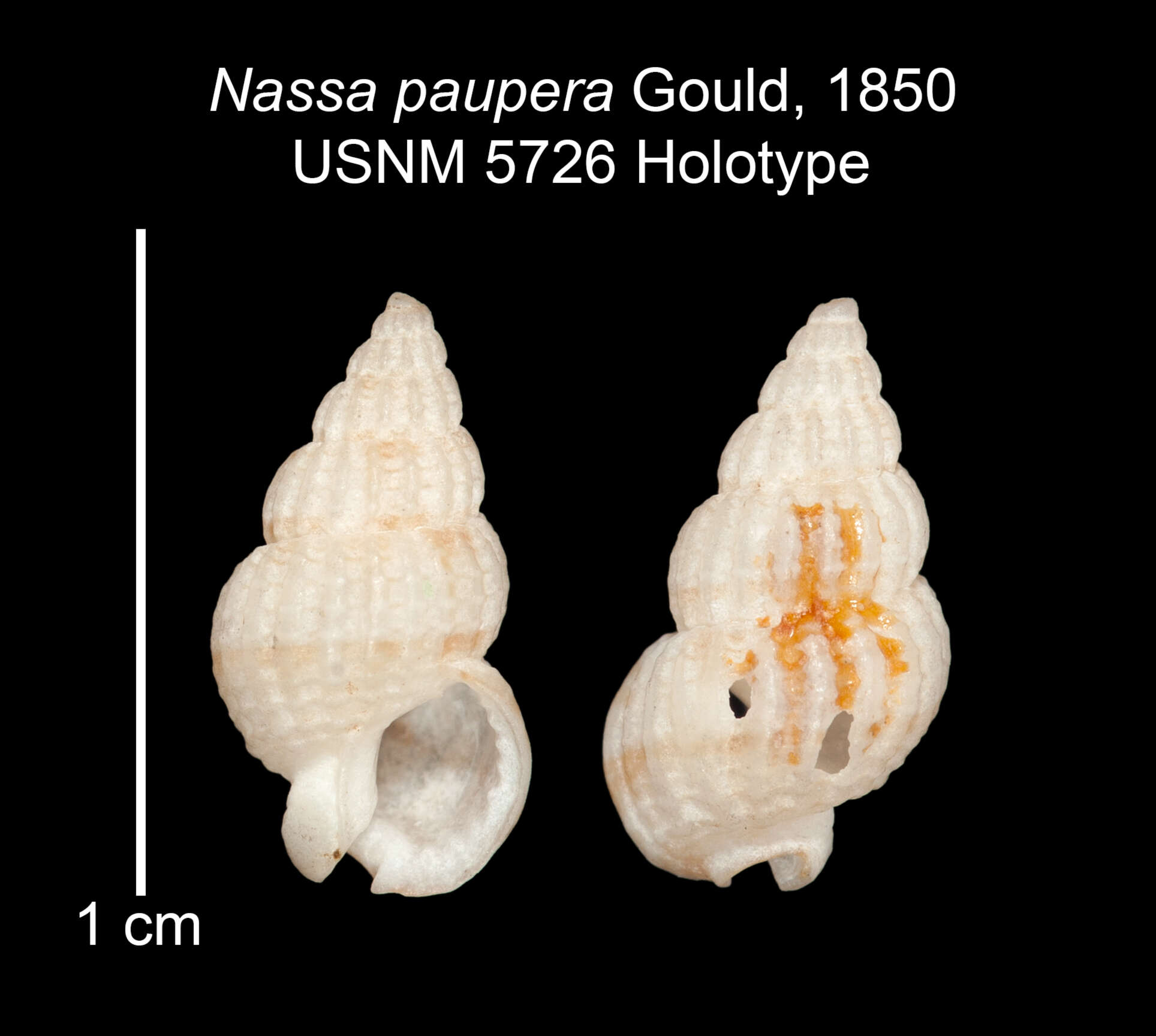 Image of Reticunassa paupera (Gould 1850)