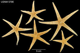 Image of Astropecten americanus (Verrill 1880)