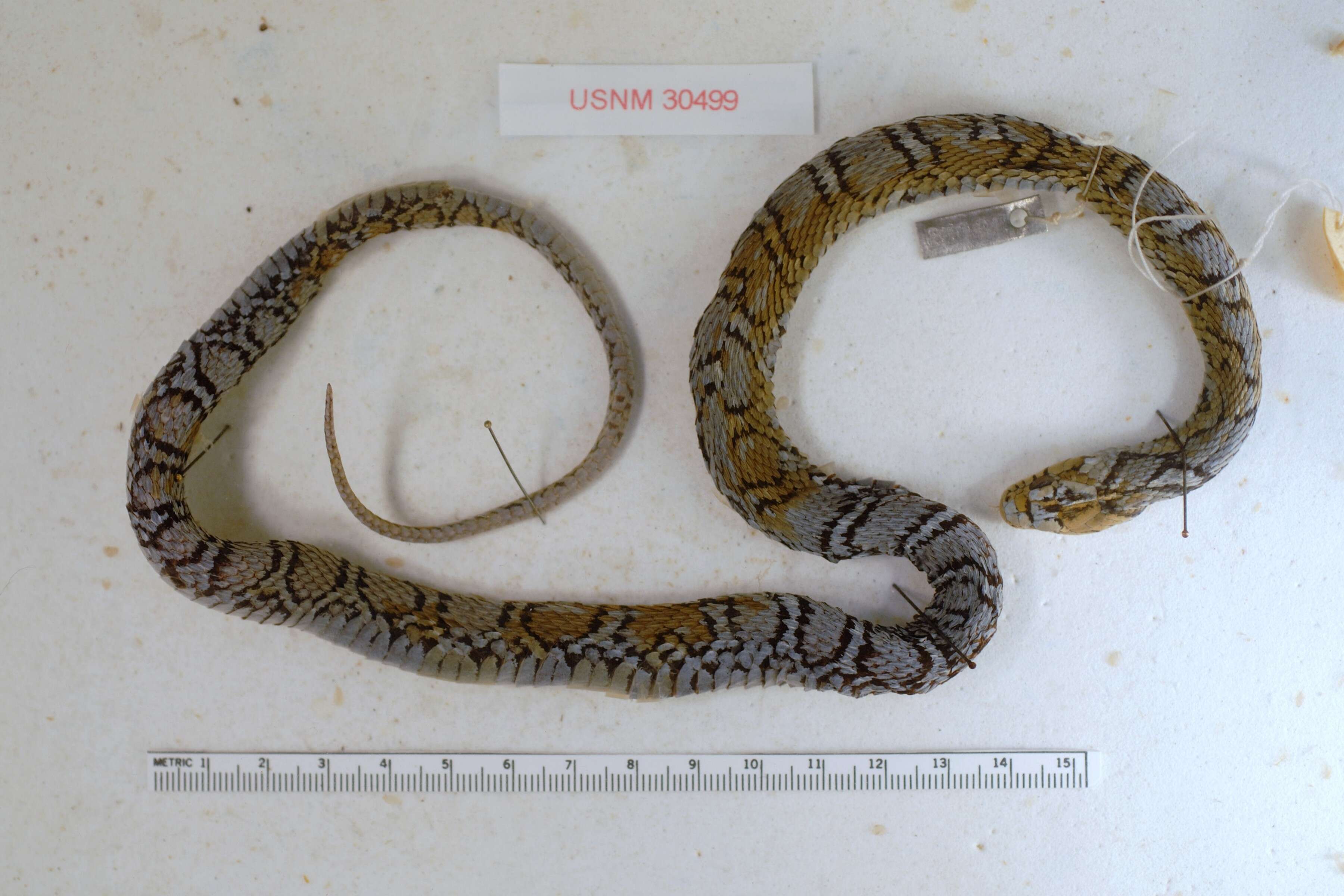 Image of Sumichrast's Garter Snake