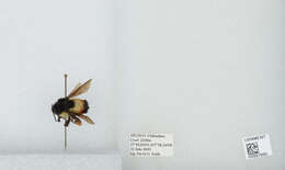 Image of Bombus ephippiatus Say 1837