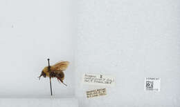 Imagem de Bombus californicus Smith 1854