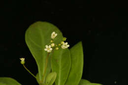 Image of limewater brookweed