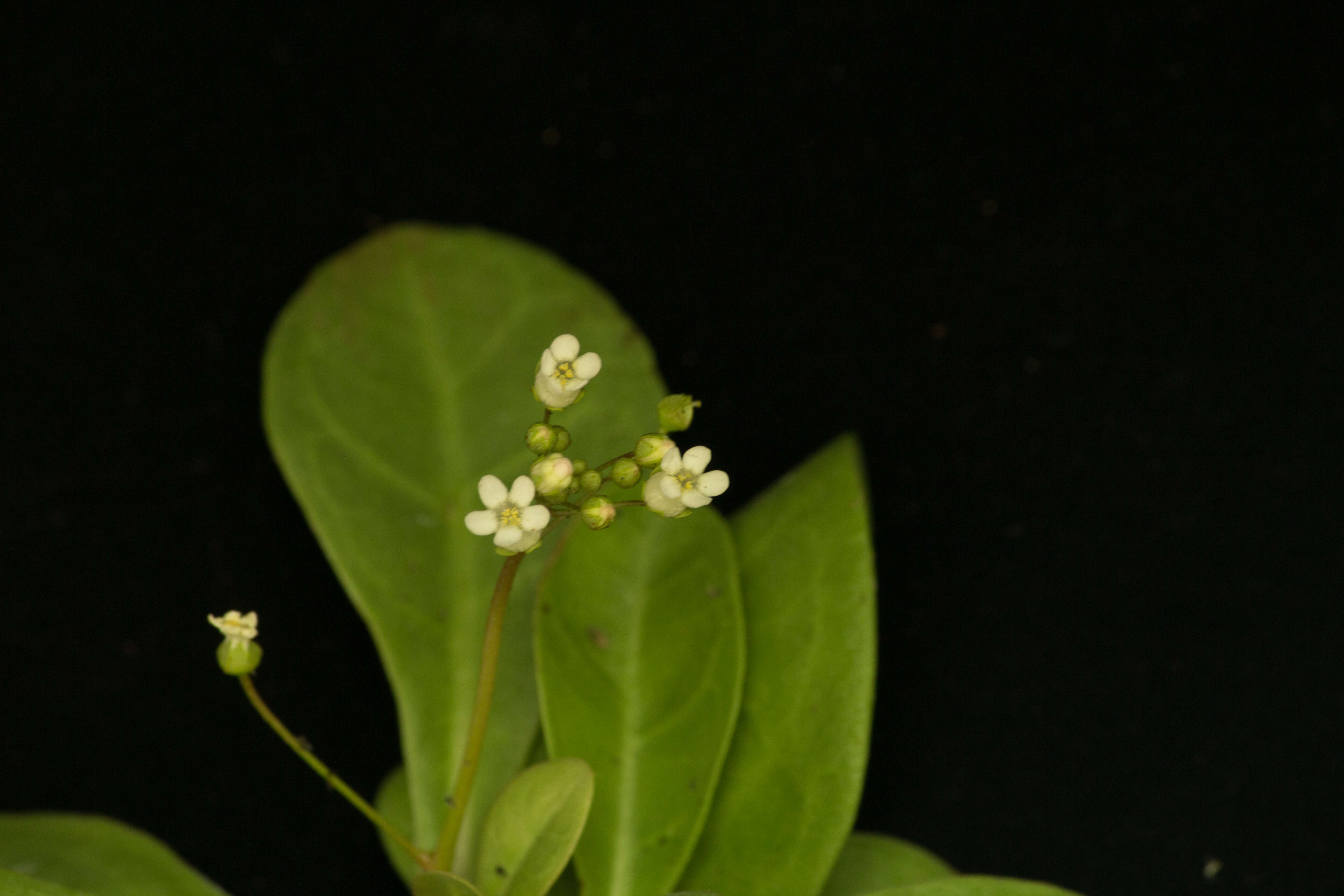 Image of limewater brookweed