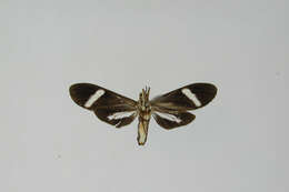 Image de Aclytia albistriga Schaus 1910