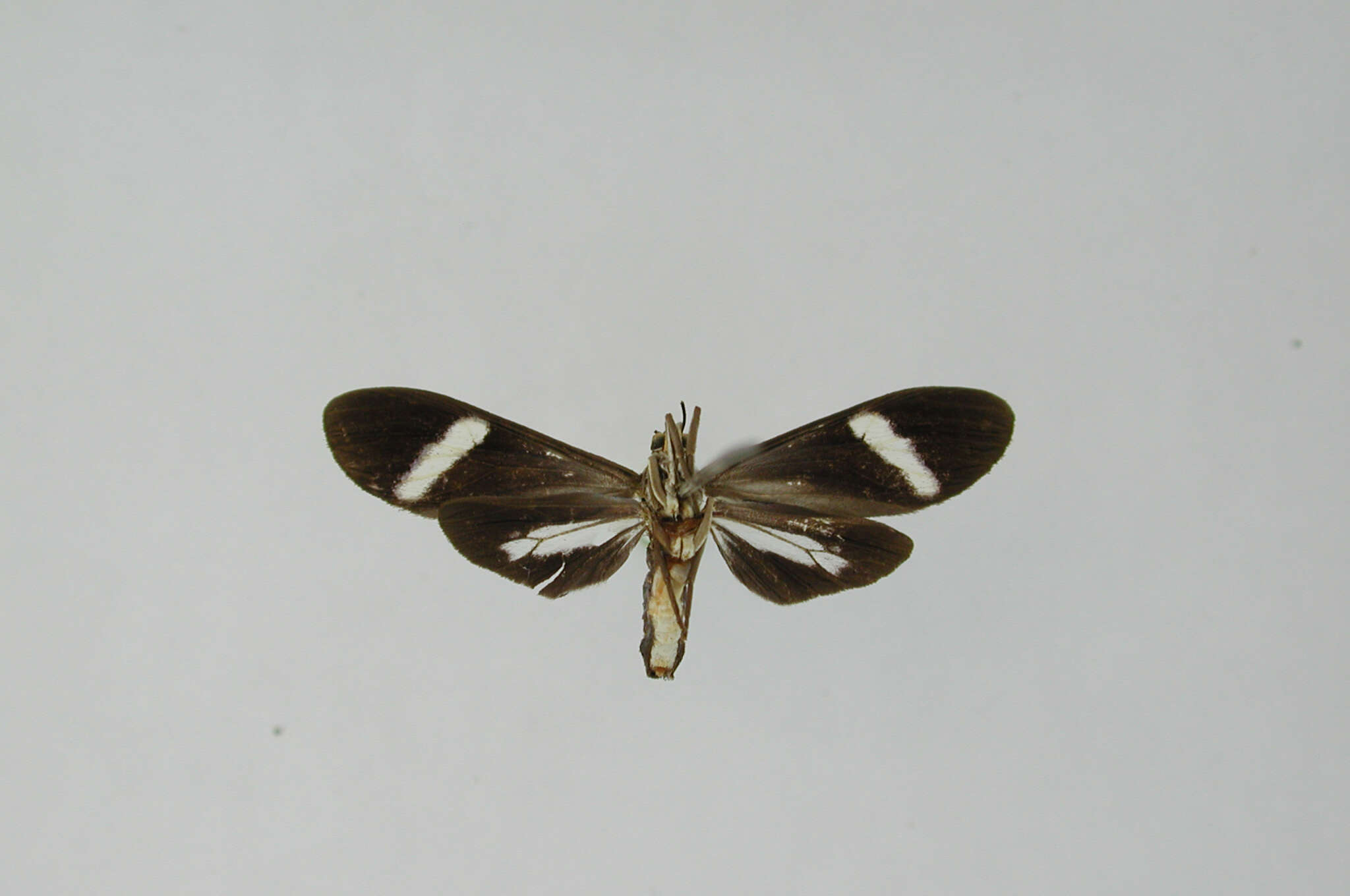 Image of Aclytia albistriga Schaus 1910